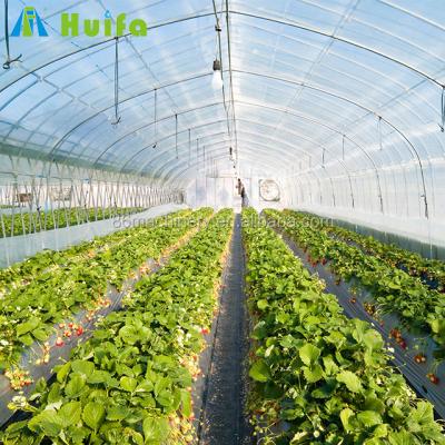 China Stable structure and modern appearance single span greenhouse for vegetable fruits and strawberry for sale