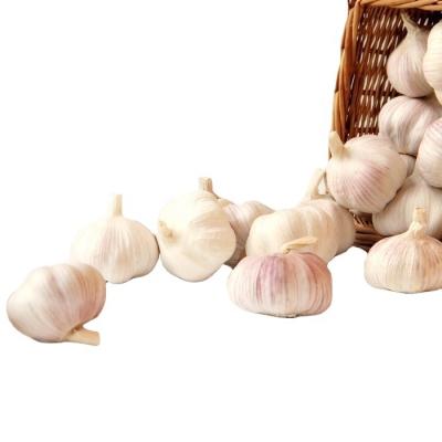 China China Fresh Fresh Garlic 2021 CULTURE for sale