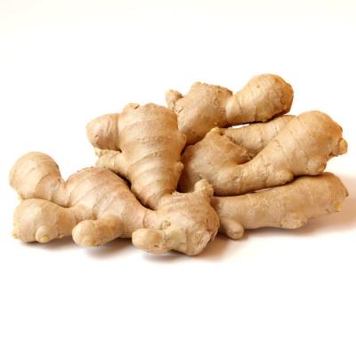 China FRESH NEW CROP ORGANIC FRESH GINGER FOR EXPORT WHOLESALE HIGH QUALITY GINGER for sale