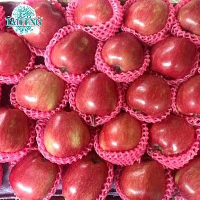 China Fuji Apple Shandong China Best Fresh Red Apple Deal 2016 for sale