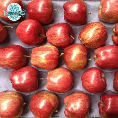 China Fresh China Fuji Red Fresh Apple Trade Assurance for sale