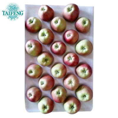 China FRESH APPLES from RED STAR fresh for sale