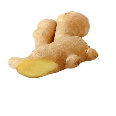 China FRESH CHINESE GINGER fresh for sale