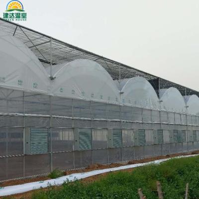 China Vegetable Fruit Flowers Hot Selling Popular Durable Commercial Film Greenhouse For Sale Multi-span Plastic PO Film Greenhouse for sale