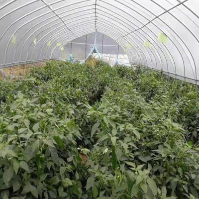 China Easy Installation Greenhouse Film For Sale for sale