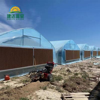 China Commercial Automated Poly Mushroom Agriculture Tunnel Light Deprivation Blackout Greenhouse for sale