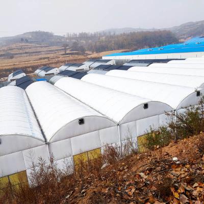 China Vegetable Flowers Mushroom Greenhouse Agricultural Single-span Tunnel Type With Light Deprivation Blackout System for sale