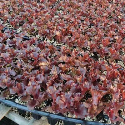 China Easy Growing Agricultural Nursery Greenhouse Plant Flower Seed Trays Cultivate PVC Seed PS Seedling Tray for sale