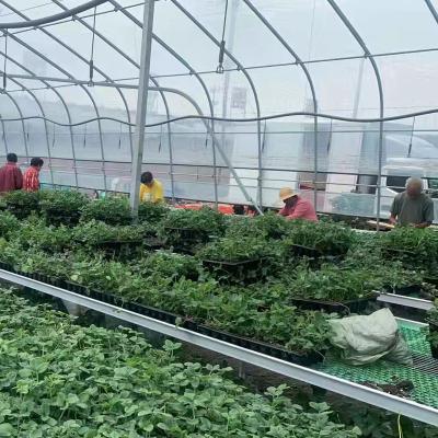 China Easy Growing Greenhouse Seedling Plastic Tray for sale