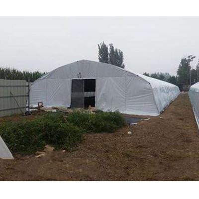 China PE Blackout Mushroom Greenhouse With 100% Light Deprivation for sale