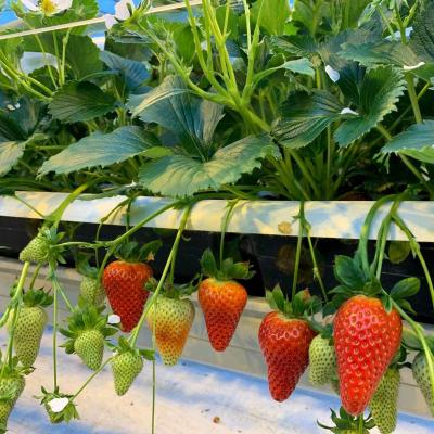 China Greenhouse Farms Hydroponic Gutter Strawberry Growing PVC System for sale