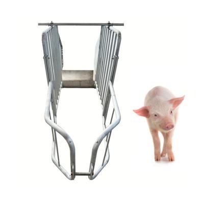 China Durable Professional Pig Gestation Crates Cage For Sow Gestation Crates For Pigs for sale