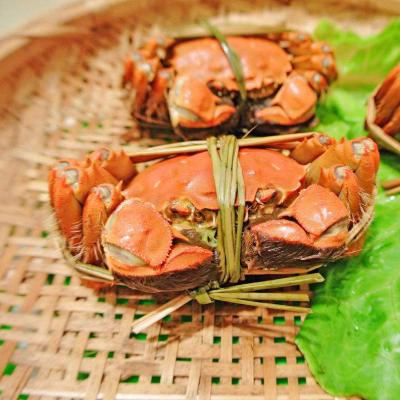 China FROZEN delicious crab that is not expensive for sale