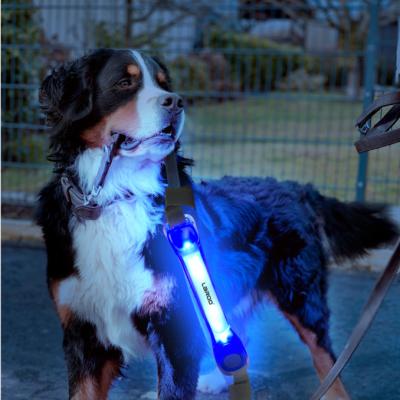 China Night Pet Safety Stocked Walking Luminous Silicone Led Light Belt For Dog Collar Leash With Nylon Stickers for sale