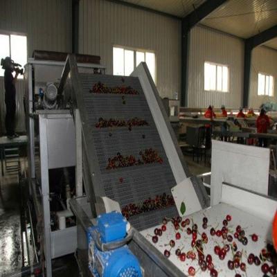 China Cherry Sieve YTF Type No Damage Cherry Screen Machine/Grading Line/Pseudocerasus MachineCherry Sieving /prunus/Cherry Color/Nyatoh/Red Cherries for sale