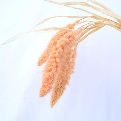 China Plant real natural new product dried autumn earhead icker millet preseved flowers for party office home decoration for sale