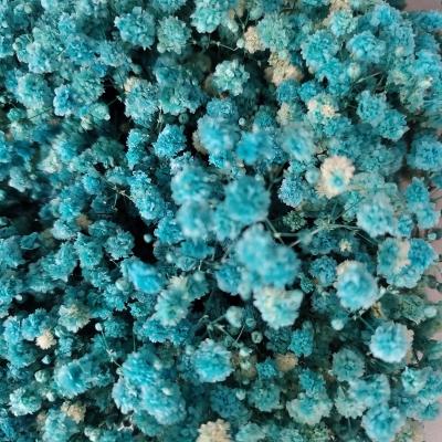 China Wholesale Natural Cheap Preserved Baby's Breath Dried Flower Gypsophila Bouquet From Real Plants for sale