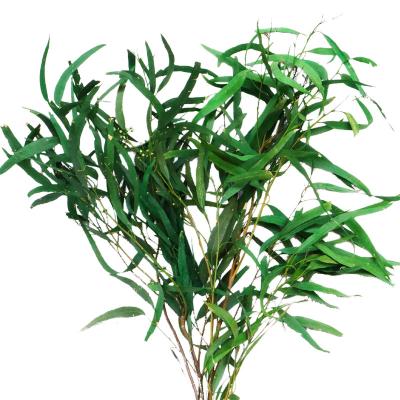 China Natural Real Touch Artificial Decorative Eucalyptus Leaves Preserved Millet Fruit Leaves For Flower Arrangement for sale