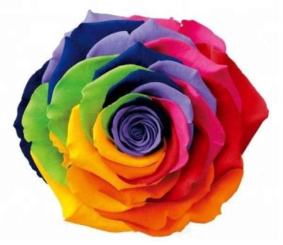 China Wedding& Home Decoration / Celebration / Party / Gifts Hot Sale And High Quality Preserved Rainbow Rose for sale