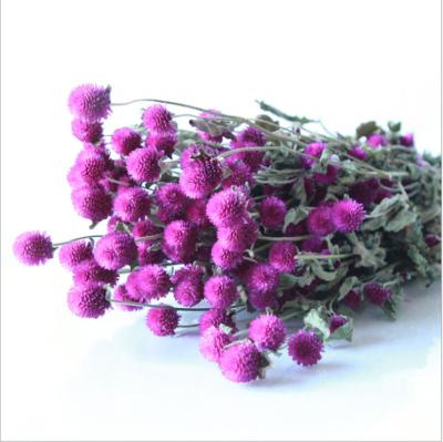 China Wedding Party Shop Globe Amaranth Home Decor Preserved Natural Flower in Violet Purple for Flower Arrangement &Decoration for sale