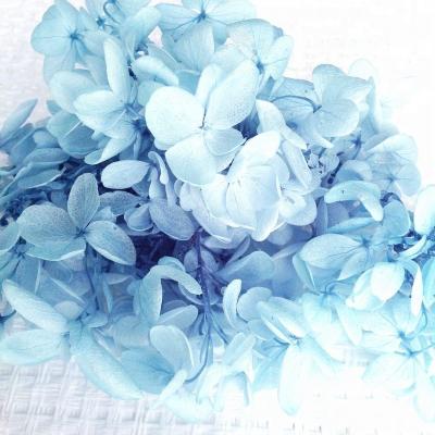 China Wedding& Home Decoration / Celebration / Party / Gifts Small MOQ Fresh Cut and Fast Delivery Real Touch Preserved Decorative Hydrangea Flower for sale