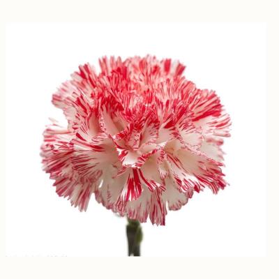 China Wedding& Fast Delivery Home Decoration / Celebration / Party / Gifts Small MOQ 5-6cm Preserved Carnation for sale