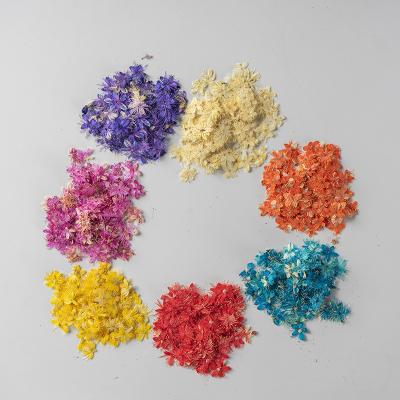 China Wholesale 12pcs/Bag Design Dried Flower 3D Natural Nail Dried Flower For Nail Salon Nail Art for sale