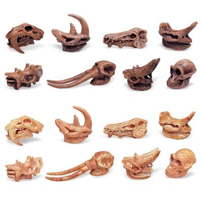 China 2022 Hot Selling Amazon Plastic Prehistoric Mammal Skulls Set Smilodon Daeodon Australopithecus Uintatherinm Educational Toys for sale