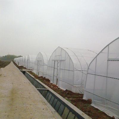 China Agriculture Single Span Reinforced Plastic Film Tunnel Greenhouse For Horticultural Agriculture zu verkaufen