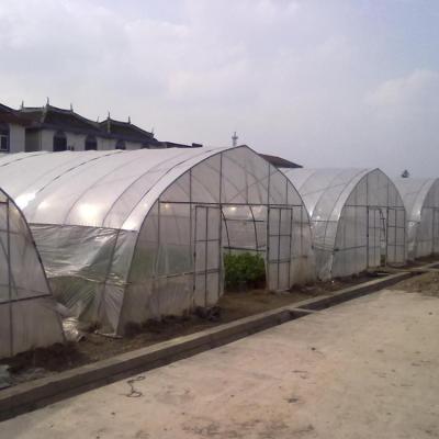 China High Quality And Super Single Span Stop PE Greenhouse à venda