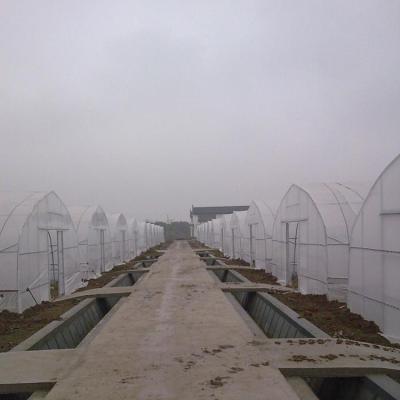 China High Quality And Useful Single Span PE Dome Greenhouse en venta