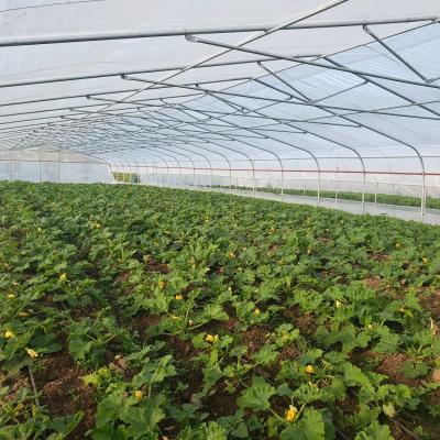 China Strong PE And Low Cost Stable Structure Single Span Greenhouse à venda