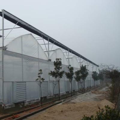 China Convenient PE And Steel Structure Super Multi Span Greenhouse for sale