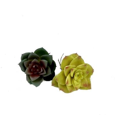 China Decoration Home Gardening Succulent Potted Plants for sale