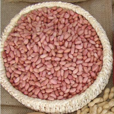 China dry PEANUT for sale