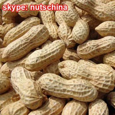 China Dry peanut in the shell 9/11 11/13 for sale