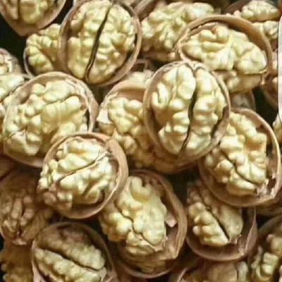 China Xinjiang dry walnuts in the shell for sale