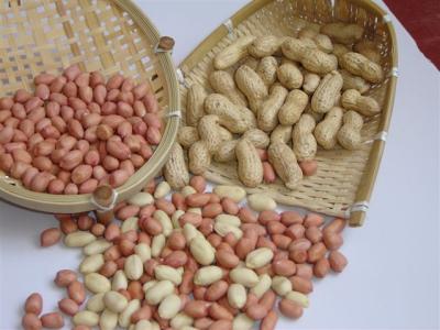 China DRY PEANUT, GREATEST PEANUT and PUMPKIN SEEDS PLANT for sale