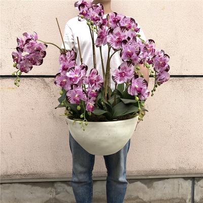 China Fashional Latest 51flower Heads Real Touch Orchid Flower Bonsai Phalaenopsis Orchid Plant Set Real Touch Flower for sale