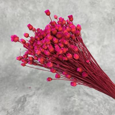 China Direct Hot Selling Young Plant Small Flower Head Natural Dried Brazil Wildflower Mini Happy Flower Arrangement Mini for sale