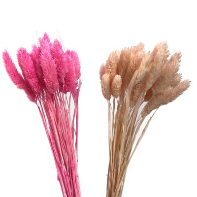 China Hot Selling Custom Decoration Package 30pcs/bag Mini Small Colorful Natural Dried Flower Phalaris Dried Gem Grass Young Grass for sale