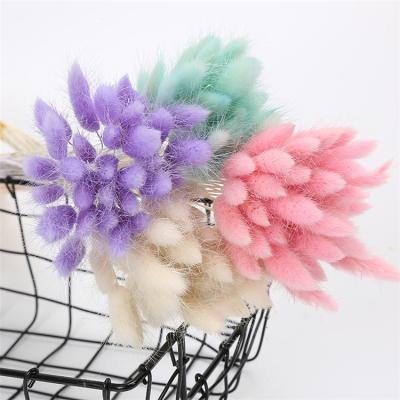 China wholesale dry flower wedding home decor colorful dry flower lagurus ovatus bunny tail grass young real per touch for sale