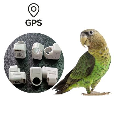 China Viable Canary Yellow Yorkshire Birds, Finches Parrots, Parakeets, Parrot Toys Bird GPS Tracker Ring for sale