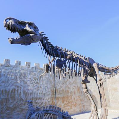 China Park Museum Display Skeleton Fiberglass Dinosaur Reproductions for sale