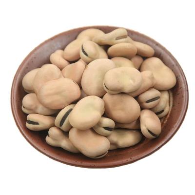 China New Price Crop2020 Braod Dry Beans Fava Beans for sale