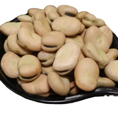 China Dried the origin is Gansu of new crop2021 wide Fava Beans for sale