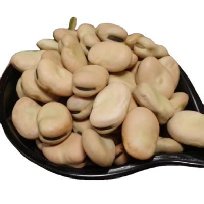 China Sec 2021 best price Chinese CULTURE beans for sale