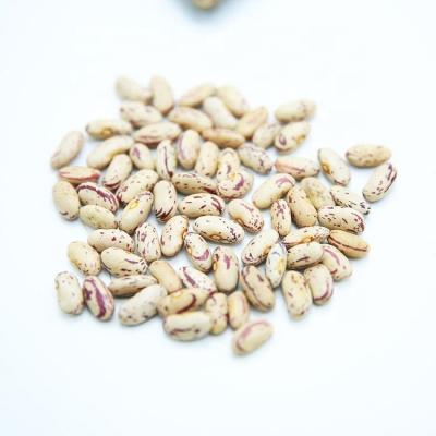 China Dry Light Spotted Kidney Beans Long Form for sale