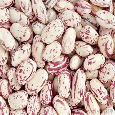 China Dry Pinto Beans Light Spotted Bush Beans LKSB For Sale for sale