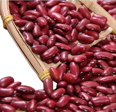 China Hot sale high quality dry kidney kidney bean for sale for sale